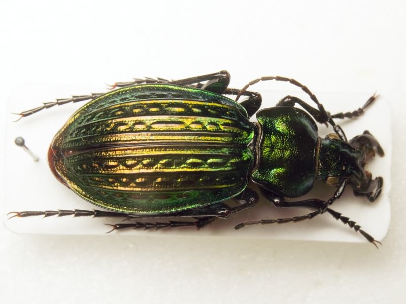 Carabus ullrichi fastuosus superbus